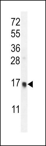 ANTI-UNQ6493 (C-TERM) antibody produced in rabbit