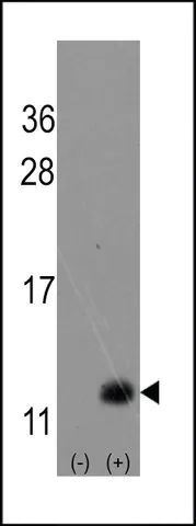 ANTI-URM1(N-TERMINAL) antibody produced in rabbit