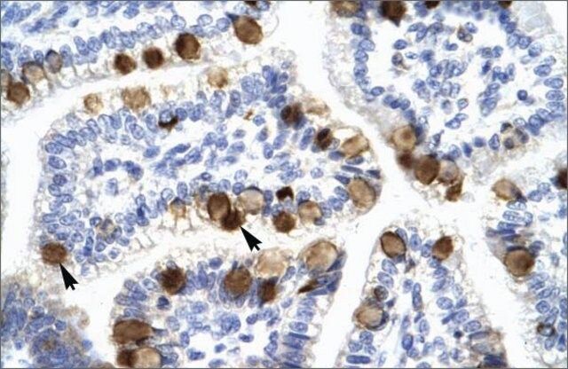 Anti-YWHAH antibody produced in rabbit