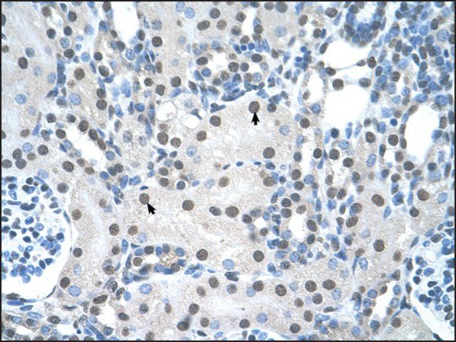 Anti-YWHAQ antibody produced in rabbit