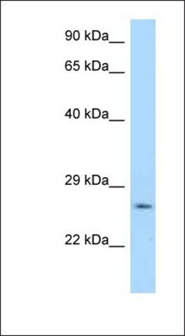 Anti-YWHAG antibody produced in rabbit