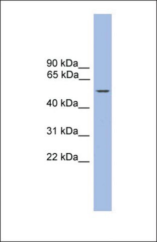 Anti-ZBTB8, (C-terminal) antibody produced in rabbit