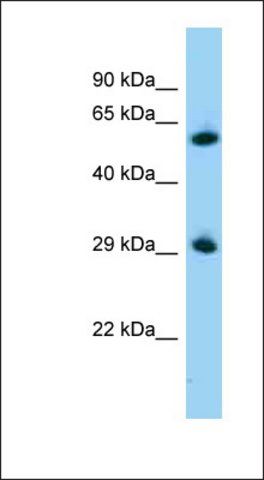 Anti-ZBTB7A antibody produced in rabbit