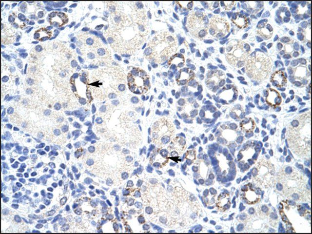 Anti-ZBTB9 (AB1) antibody produced in rabbit