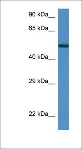 Anti-ZFP275 antibody produced in rabbit