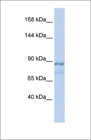 Anti-ZFAT1 antibody produced in rabbit