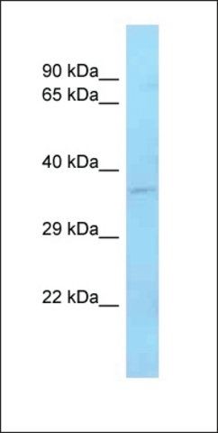 Anti-ZFP36L1 antibody produced in rabbit