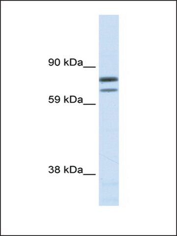 Anti-ZFPM1 antibody produced in rabbit