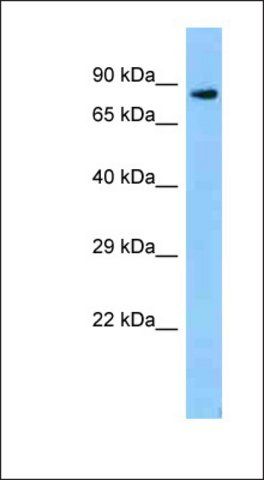 Anti-ZFP109 antibody produced in rabbit