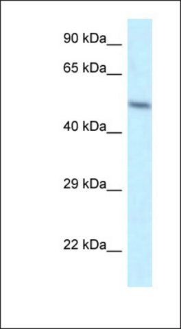 Anti-ZFP2 antibody produced in rabbit