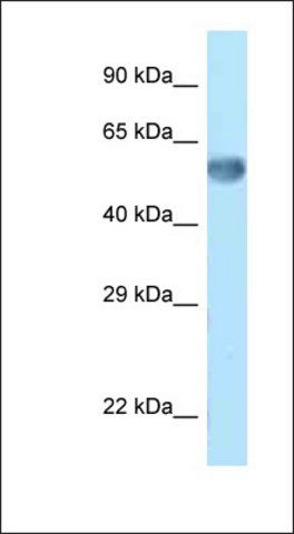 Anti-ZKSCAN14 antibody produced in rabbit