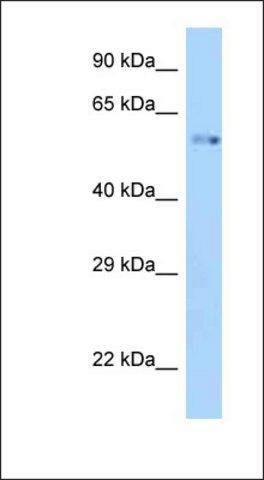 Anti-ZIK1 antibody produced in rabbit