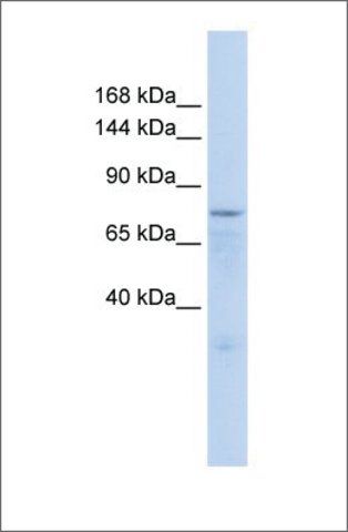 Anti-ZFP62 antibody produced in rabbit