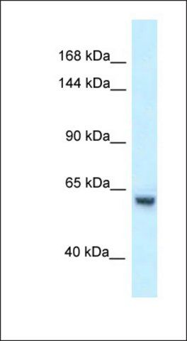 Anti-ZFP354A antibody produced in rabbit