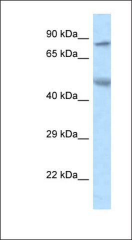 Anti-ZFP90 antibody produced in rabbit