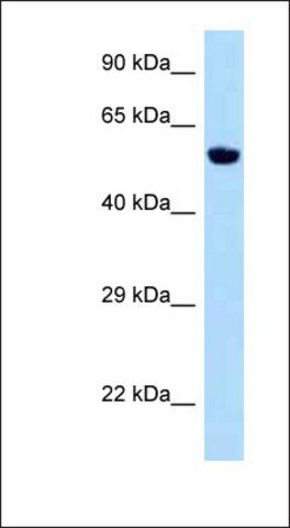 Anti-ZFP874B antibody produced in rabbit