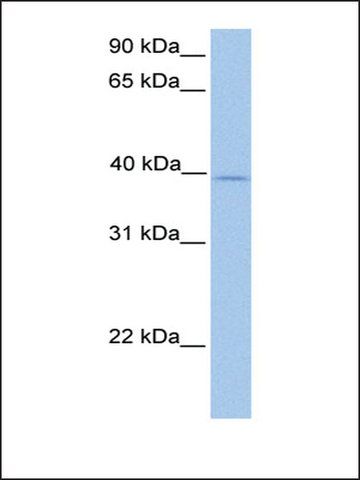 Anti-ZFP92 antibody produced in rabbit