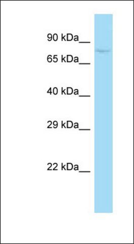 Anti-SUGP1 antibody produced in rabbit