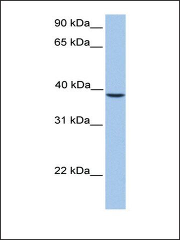 Anti-SUNC1 antibody produced in rabbit