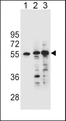 ANTI-SYNCI (N-TERM) antibody produced in rabbit