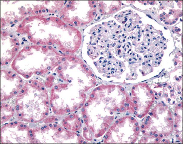 Anti-SUCNR1 antibody produced in rabbit