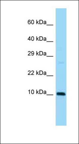 Anti-SUMO3 antibody produced in rabbit