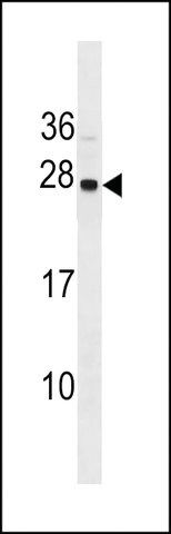 ANTI-SYNGR1(C-TERMINAL) antibody produced in rabbit