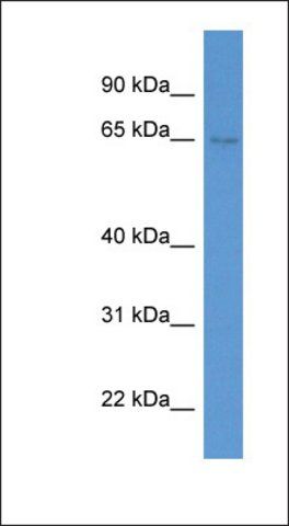 Anti-SYTL1 antibody produced in rabbit