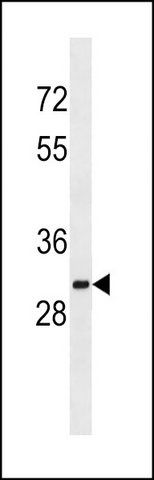 ANTI-SULT1A2 (C-TERM) antibody produced in rabbit