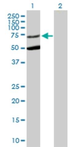 Anti-STXBP3 antibody produced in mouse