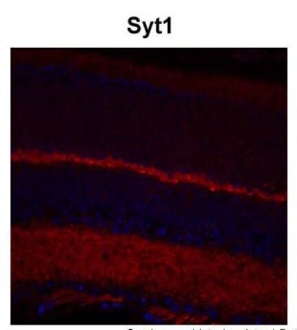 Anti-SYT1 antibody produced in rabbit