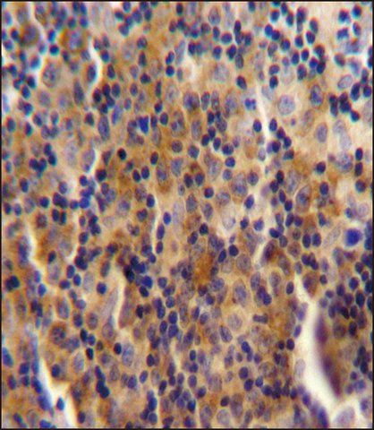 ANTI-SYNE3 (C-TERM) antibody produced in rabbit