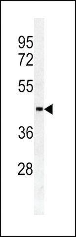 ANTI-SULT2B1A/B(N-TERMINAL) antibody produced in rabbit