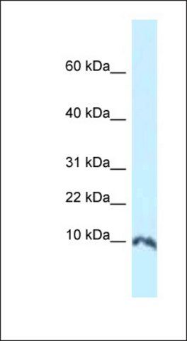 Anti-SUMO1 antibody produced in rabbit