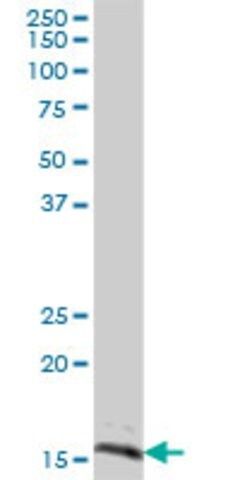 Anti-SYNJ2BP antibody produced in mouse