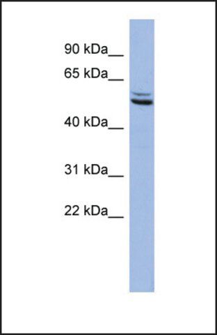 Anti-SYN3 antibody produced in rabbit