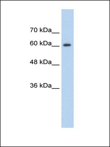 Anti-SYNCRIP (AB2) antibody produced in rabbit