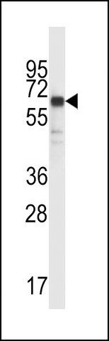 ANTI-SYT6 (C-TERM) antibody produced in rabbit