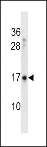 ANTI-SYS1 (C-TERM) antibody produced in rabbit