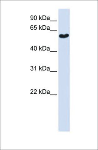 Anti-SYT3 antibody produced in rabbit