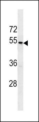 ANTI-TAS2R43 (CENTER) antibody produced in rabbit