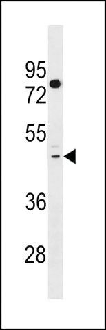 ANTI-TAS2R41(N-TERMINAL) antibody produced in rabbit