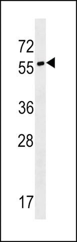 ANTI-SYT17(N-TERMINAL) antibody produced in rabbit