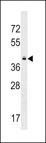 ANTI-TAS2R10 (CENTER) antibody produced in rabbit