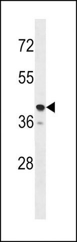 ANTI-TAS2R31 (C-TERM) antibody produced in rabbit