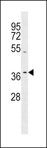 ANTI-TAS2R13 (C-TERM) antibody produced in rabbit