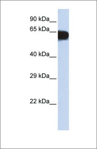 Anti-TBX18 (ab1) antibody produced in rabbit