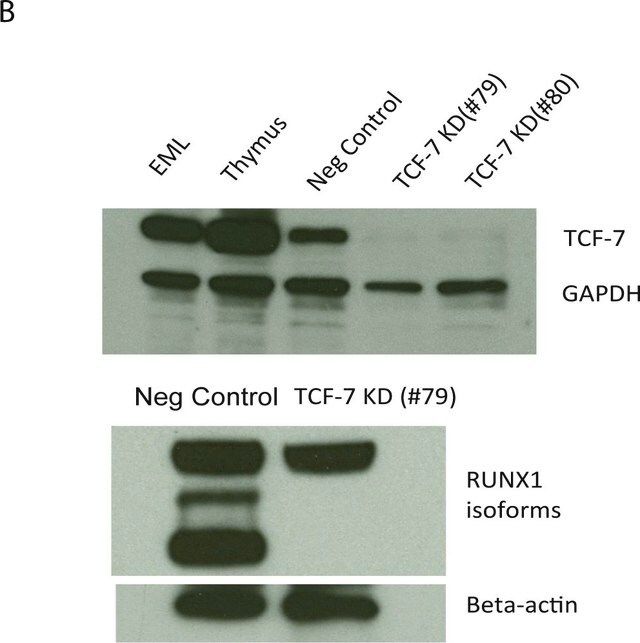 Anti-TCF7 (AB2) antibody produced in rabbit