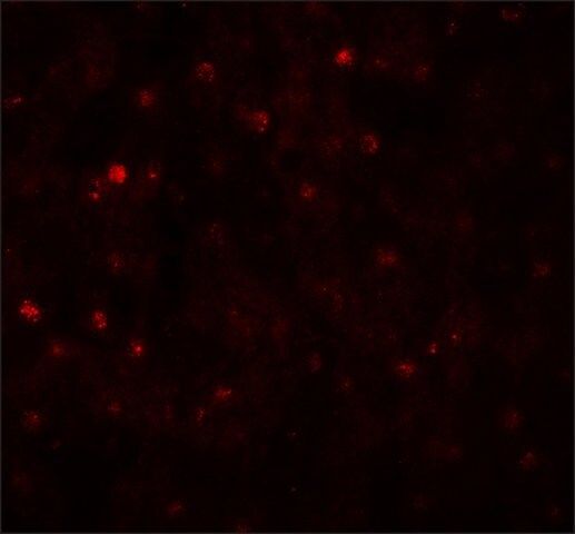 Anti-TCTEX1D4 antibody produced in rabbit