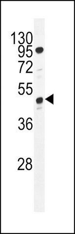 ANTI-TCAG7.1071 (C-TERM) antibody produced in rabbit